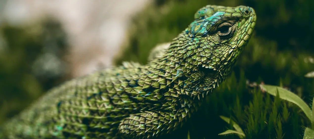 Costa Rica Costa Rica