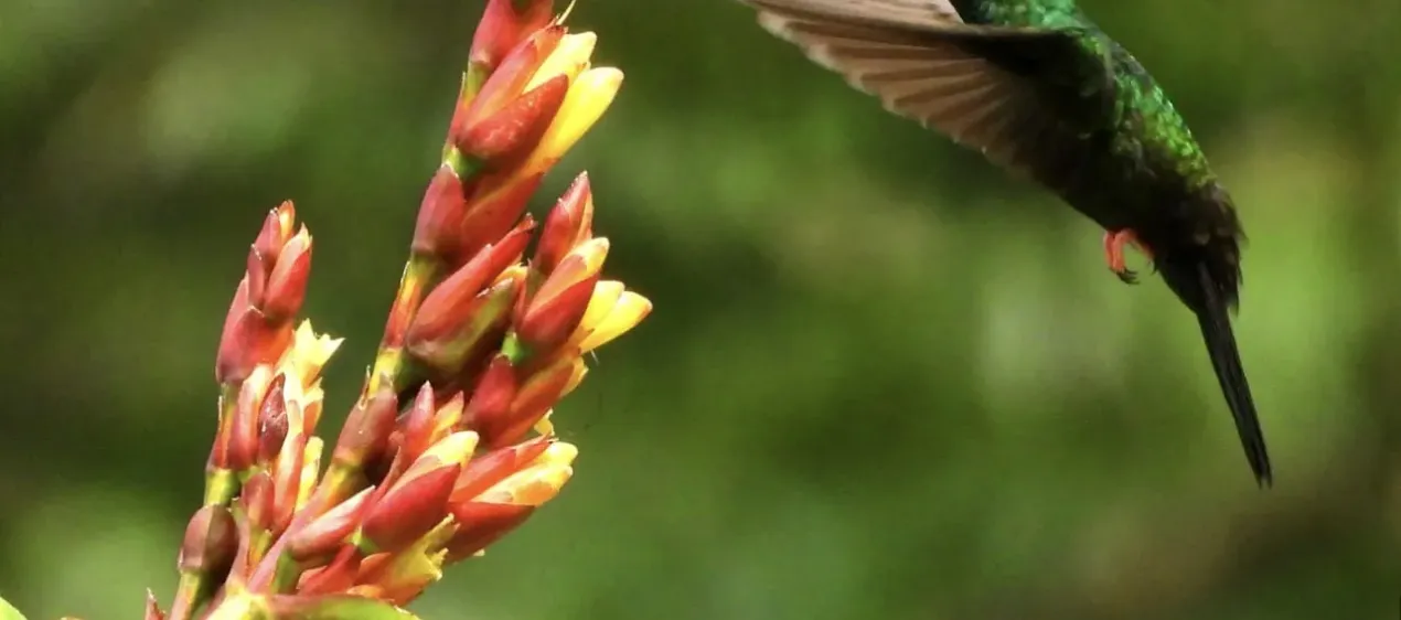 Costa Rica Costa Rica