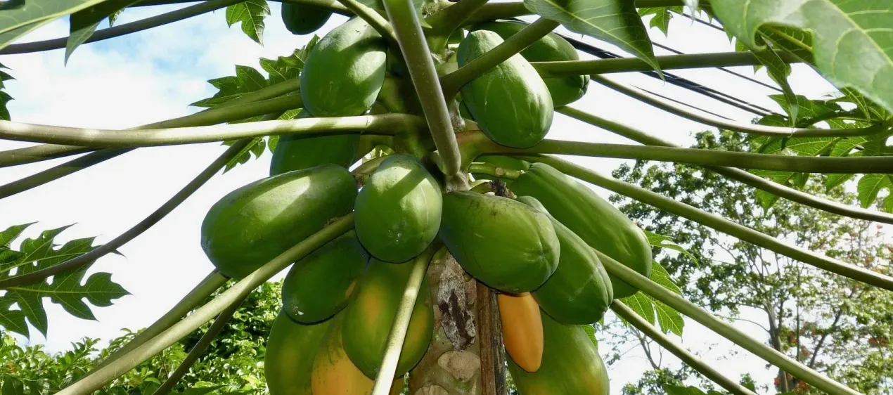 Costa Rica Costa Rica