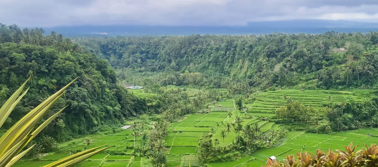 Bali Bali