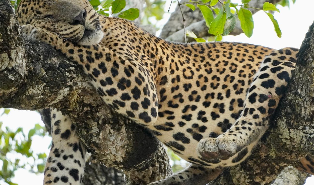 Luipaard Sri Lanka
