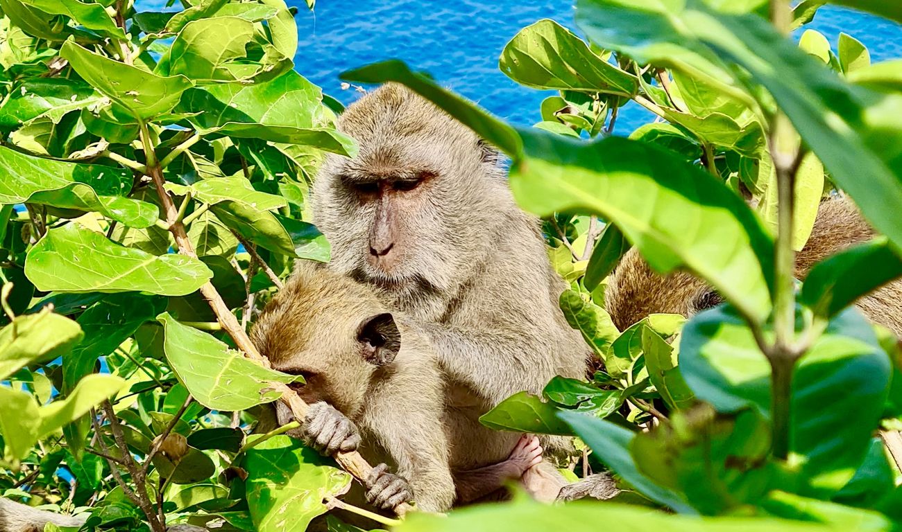 Rondreizen Bali