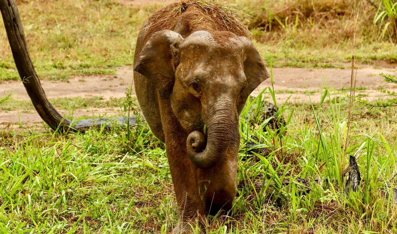 Olifanten Sri Lanka