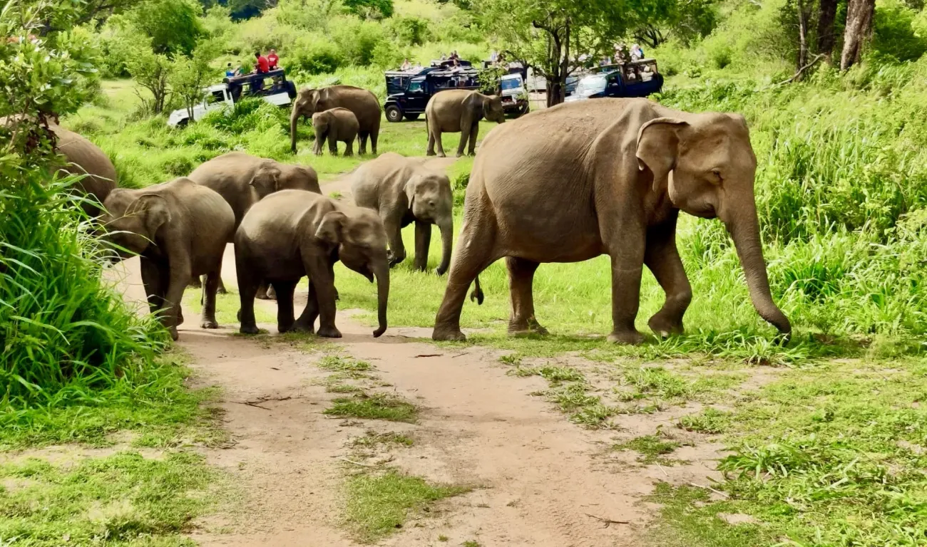 Olifanten Sri Lanka Olifanten Sri Lanka