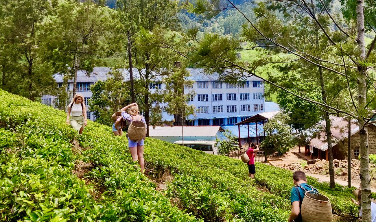 Theeplantage Sri Lanka