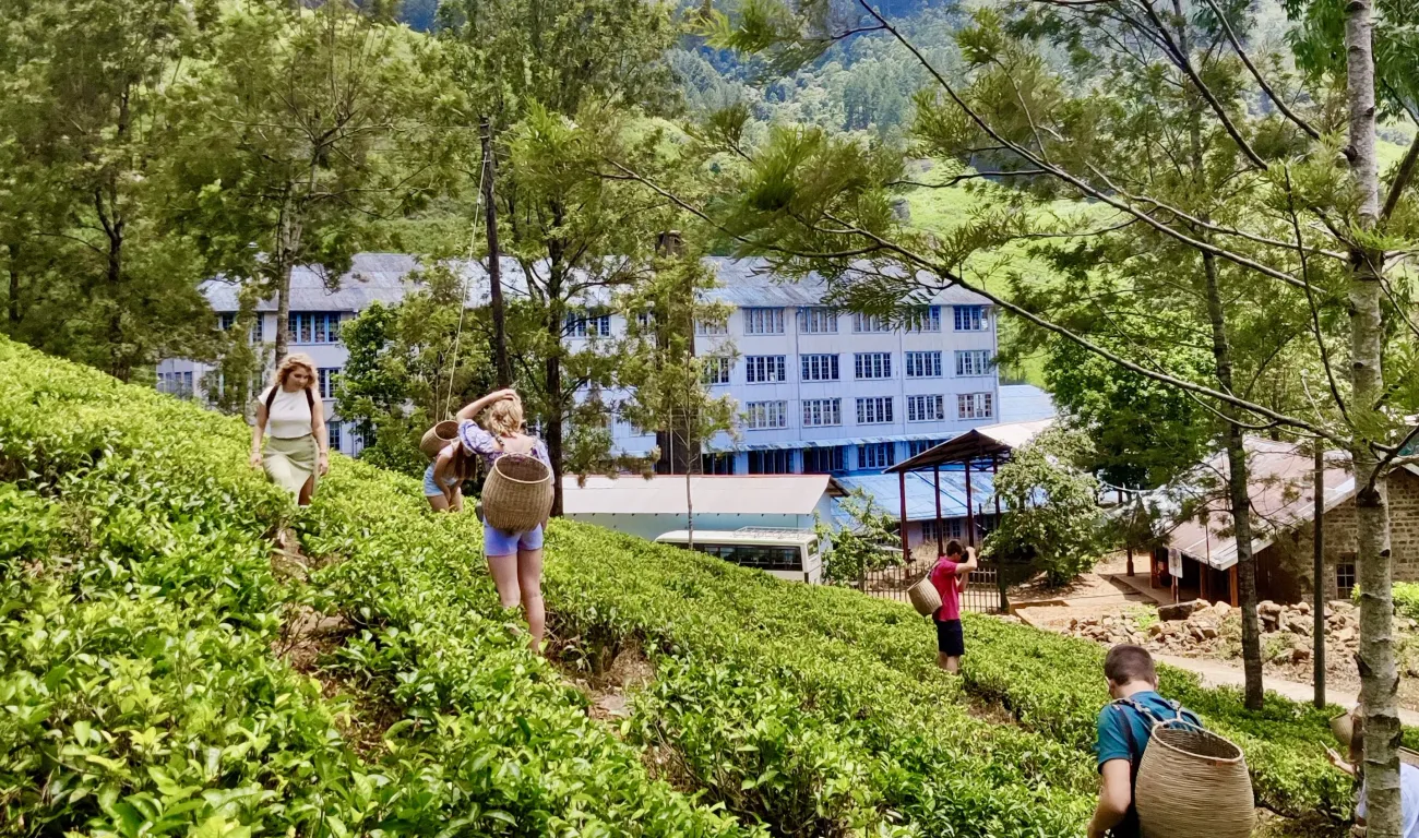 Theeplantage Sri Lanka Theeplantage Sri Lanka