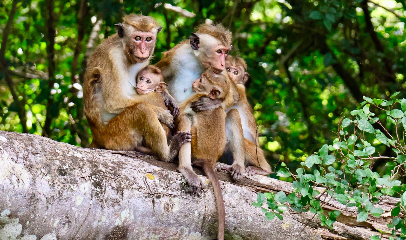 Familie aapjes
