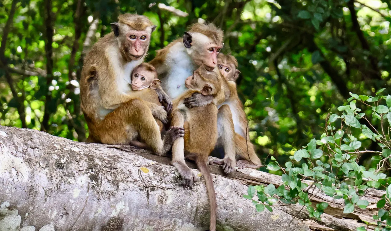 Familie aapjes Familie aapjes