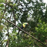 Costa Rica – jungle, vulkanen & Nicoya