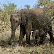 Zuid-Afrika met tieners: Kaapstad, actie en safari