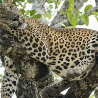 Luipaard Sri Lanka Luipaard Sri Lanka