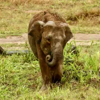 Olifanten Sri Lanka Olifanten Sri Lanka