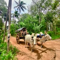 Village Tour Sigiriya Lion Rock