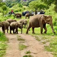 Olifanten Sri Lanka Olifanten Sri Lanka