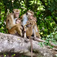 Familie aapjes Familie aapjes