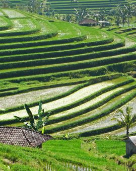 Tegal Sari Ubud