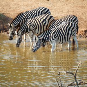 Vanuit Kruger naar Karongwe