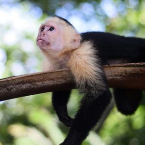 Manuel Antonio