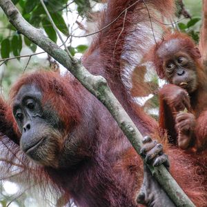 Gunung Leuser Nationaal Park