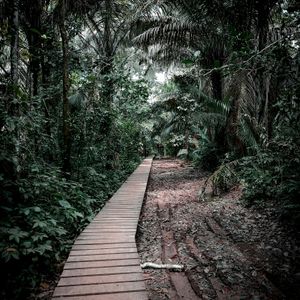 Tambopata Reserve & Canopy Walk