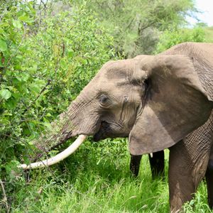 Tarangire Nationaal Park