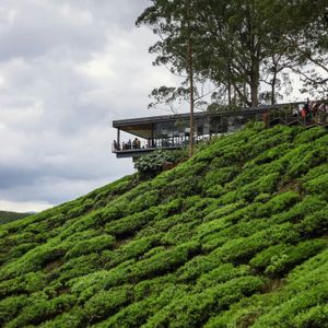 Cameron Highlands