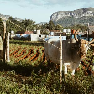 Viñales