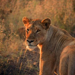 Safari en relaxen