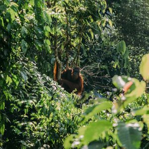 Kinabatangan