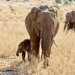 Safari en relaxen