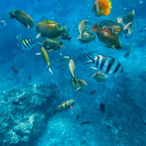 Snorkeltour bij de Gili eilanden