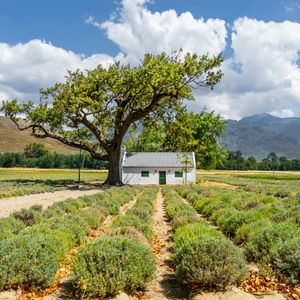 Wijnvelden in Franschhoek