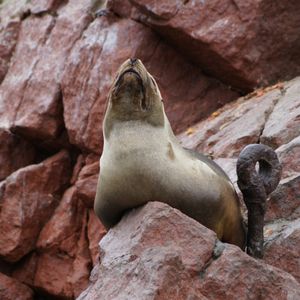 Ballestas eilanden - Nazca