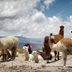 Colca Canyon