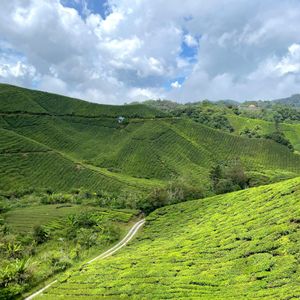 Cameron Highlands