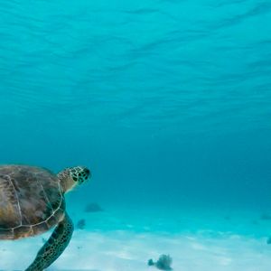 Snorkeltour Gili eilanden