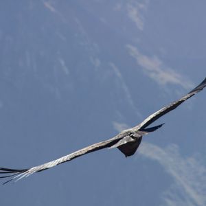 Condors spotten Colca Canyon - Puno