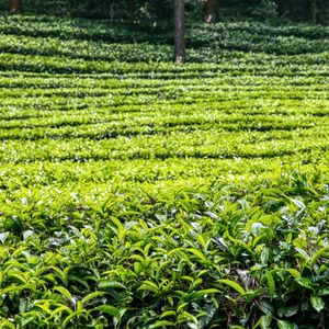 Cameron Highlands