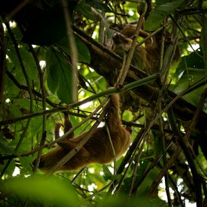 Hangbruggen in Monteverde