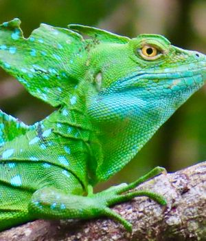 Visum en eisen Costa Rica