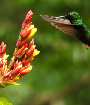 Taxi's en vervoer in Costa Rica