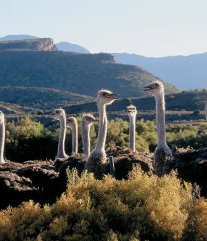 Hoe lang rondreizen in Zuid-Afrika?