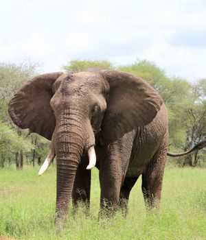 Kosten en prijzen Tanzania