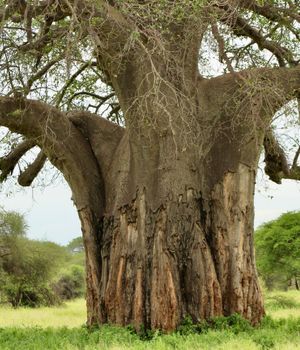 Hoe lang rondreizen in Tanzania?