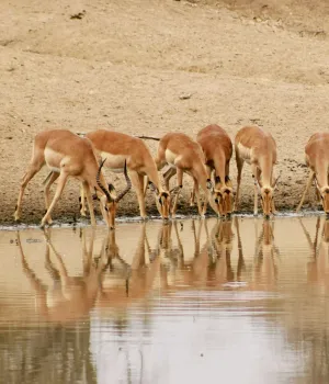 Taxi en vervoer Zuid-Afrika