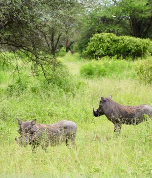 Is Tanzania de moeite waard?