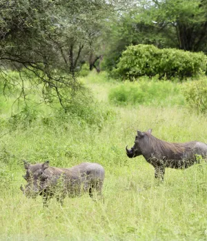 Is Tanzania de moeite waard? Is Tanzania de moeite waard?