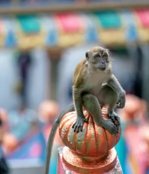 Lokale gebruiken Maleisië