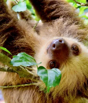 Hoe is de situatie in Costa Rica?