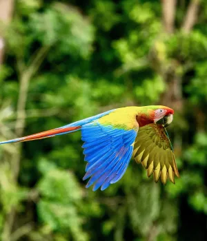 Familiereizen Costa Rica